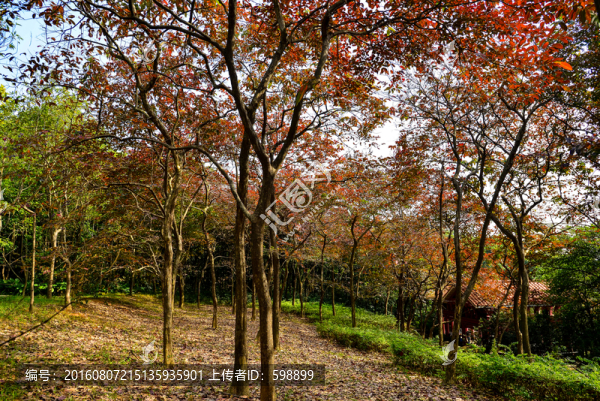 樹(shù)林紅葉