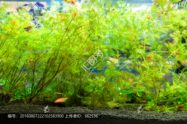 水草