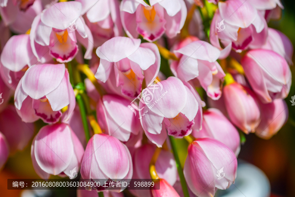 蘭花
