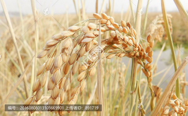 水稻田,稻穗,谷物