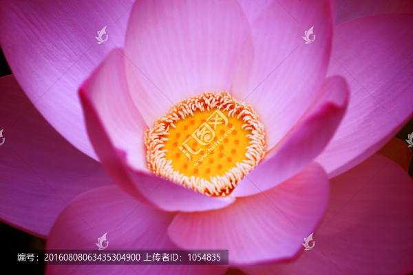 荷花,蓮花,花心