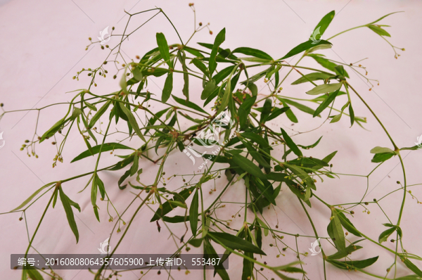 白花蛇舌草