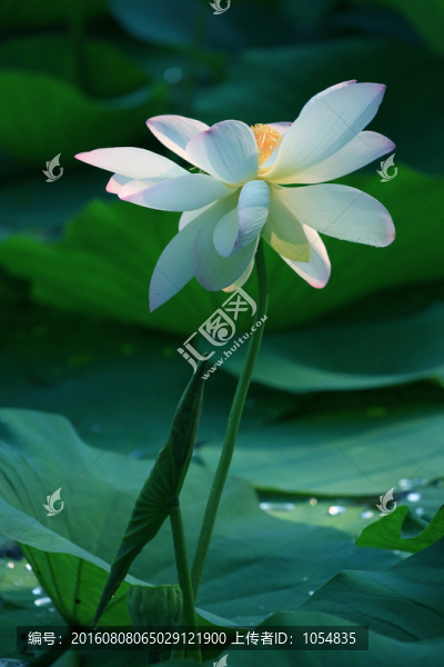 荷花,攝影素材圖片