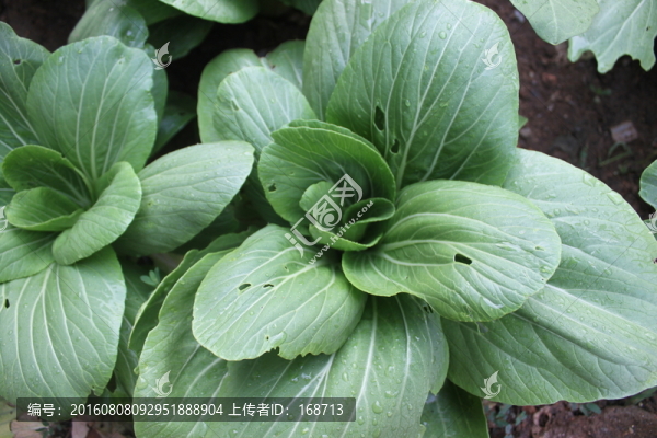 有機油菜