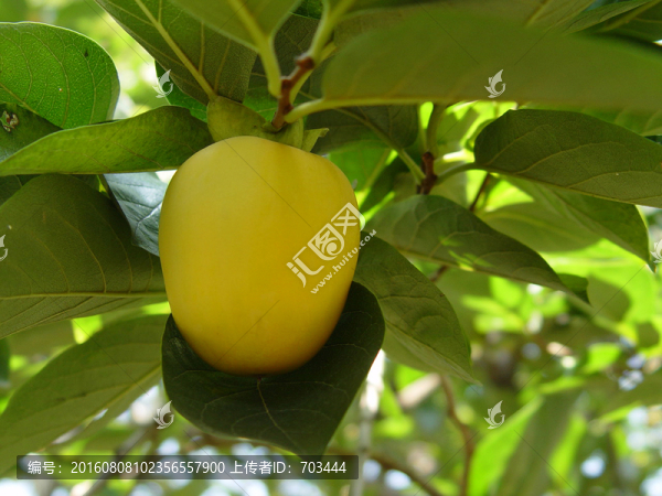 柿子-匯圖網(wǎng) www.fosd68.com 柿子