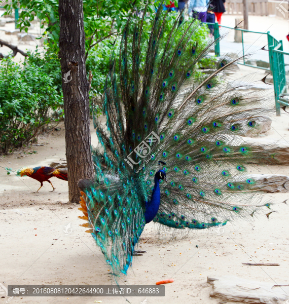 孔雀,鳥類,動物