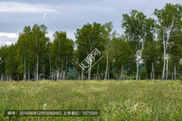白樺林