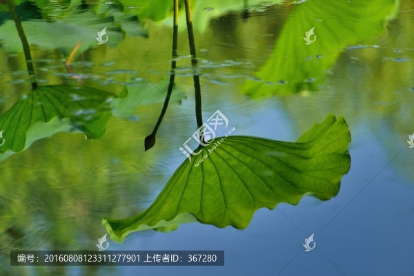 荷葉倒影
