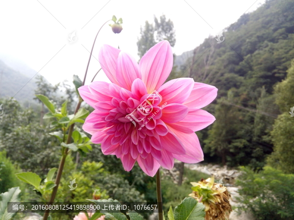 粉紅色的菊花