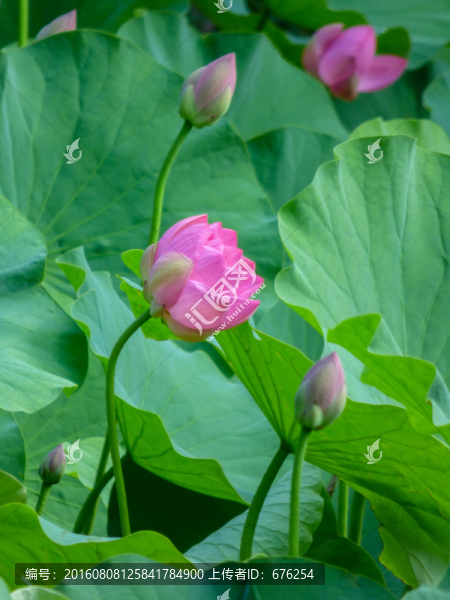 荷花池