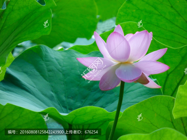 荷花池