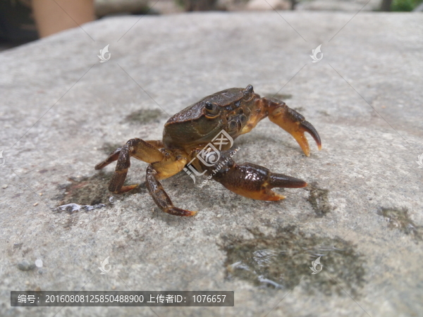 螃蟹