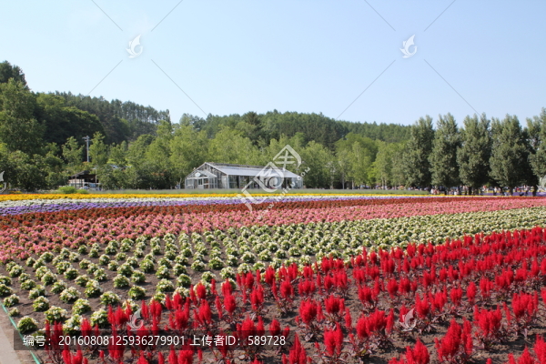 日本北海道富良野花田