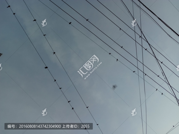 鳥之音符,電線上的燕子