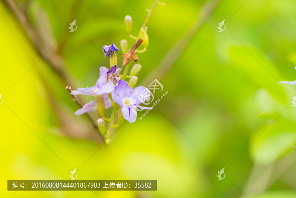 紫色花