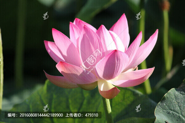 荷花,荷塘,荷葉,植物,花卉