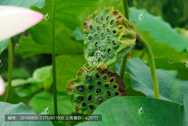 蓮蓬,荷花荷葉,荷花池