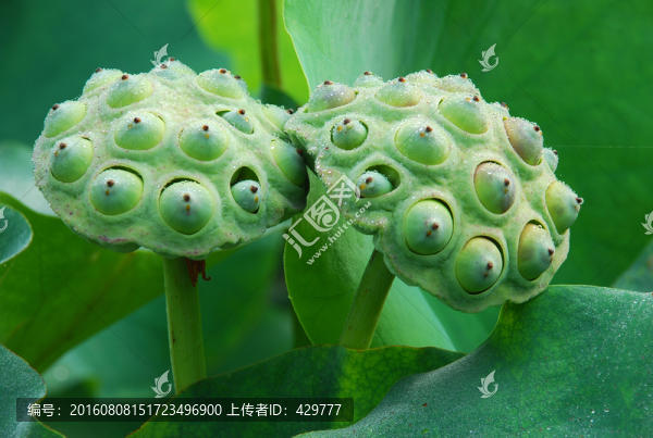 蓮蓬特寫,荷花池,荷花園