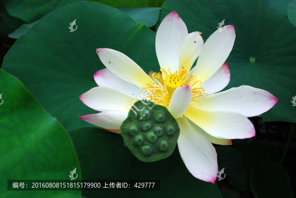 蓮花,,荷花,荷葉