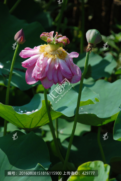 蓮花,,荷花,荷葉