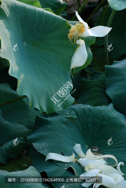荷葉,荷花