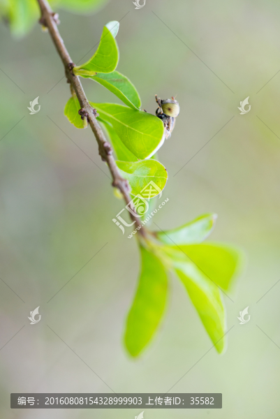 蒼蠅