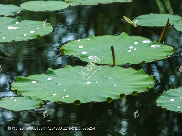 荷葉露水