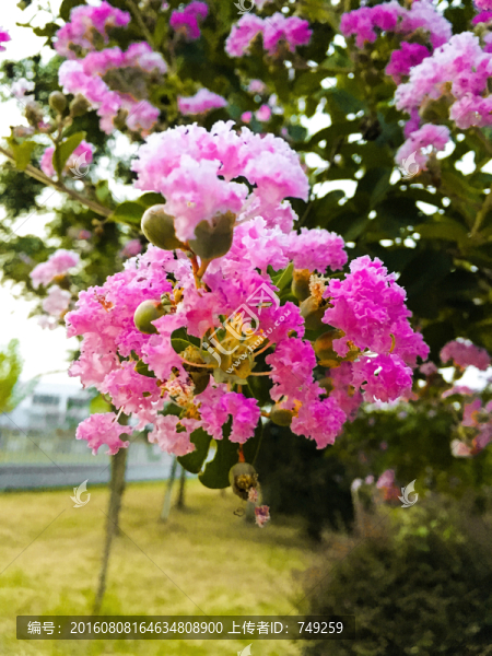 芙蓉花