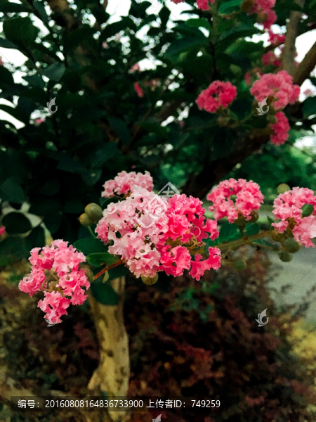 芙蓉花