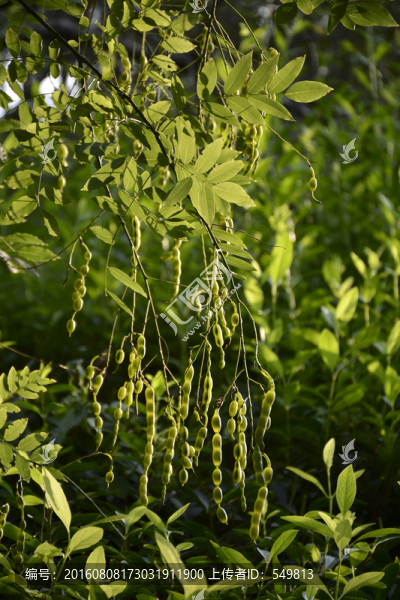 槐樹(shù)