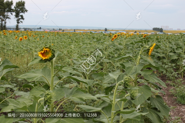 向日葵,葵花,向陽(yáng)花,太陽(yáng)花