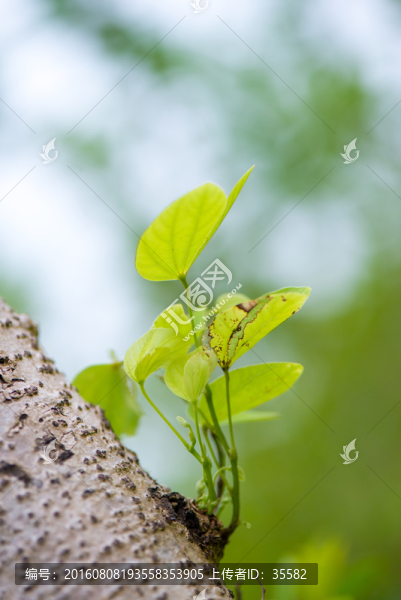 綠葉芽