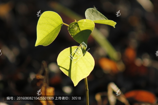 陽光照在葉面上