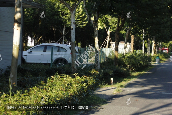 城市里的樹林