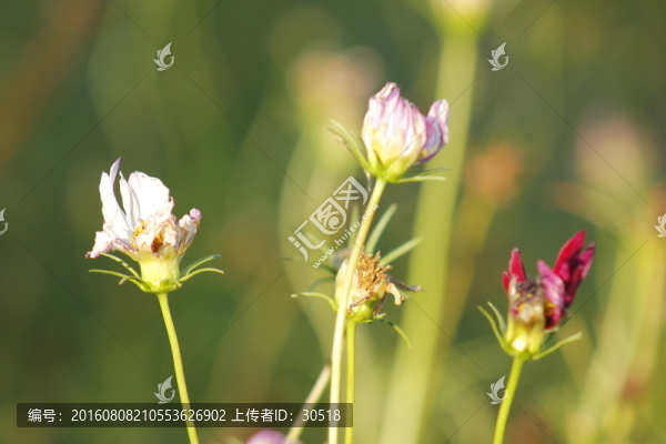 向陽花開