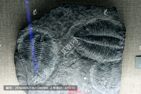 化石,古生物