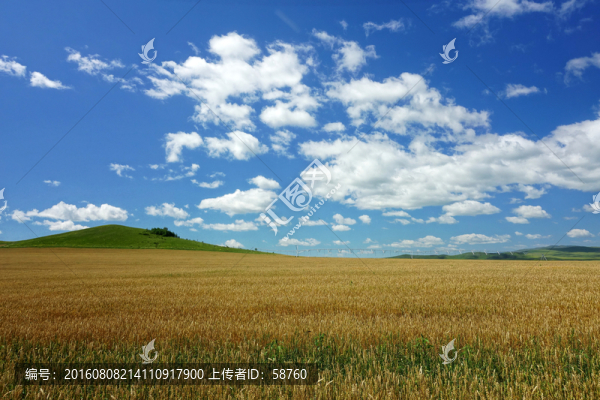 麥田景觀