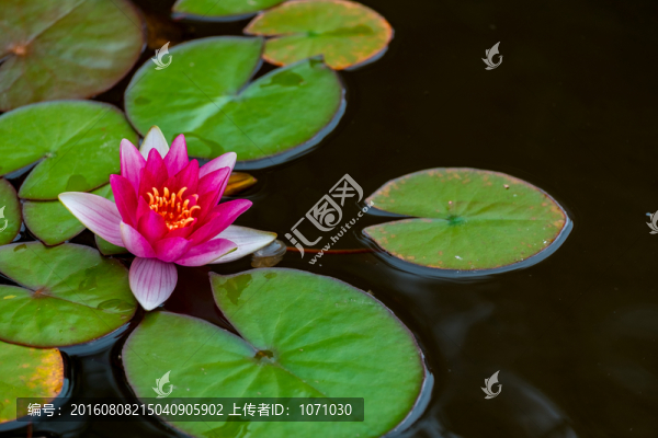 睡蓮