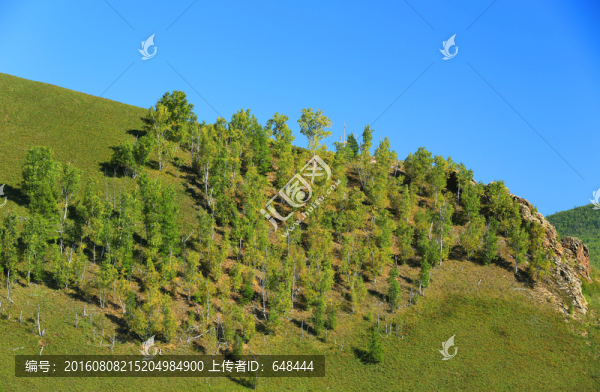 松林藍(lán)天-匯圖網(wǎng) www.fosd68.com 松林藍(lán)天