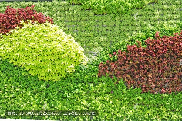 植物墻,植被墻,綠化
