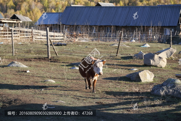 黃牛,,草原,牧場(chǎng)-匯圖網(wǎng) www.fosd68.com 黃牛,,草原,牧場(chǎng)
