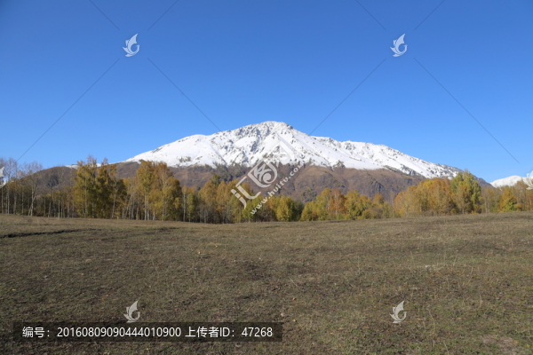 新疆禾木白樺樹林