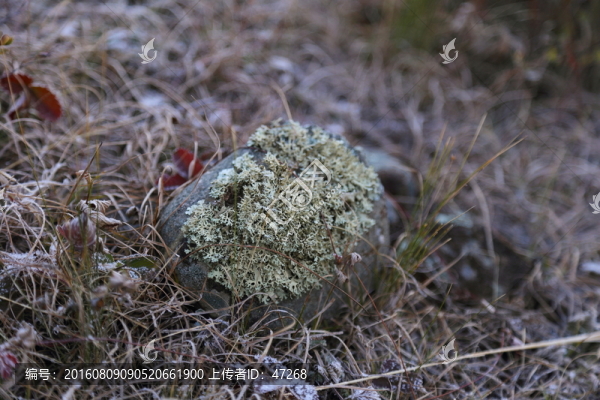 石頭,高原,青苔,苔蘚