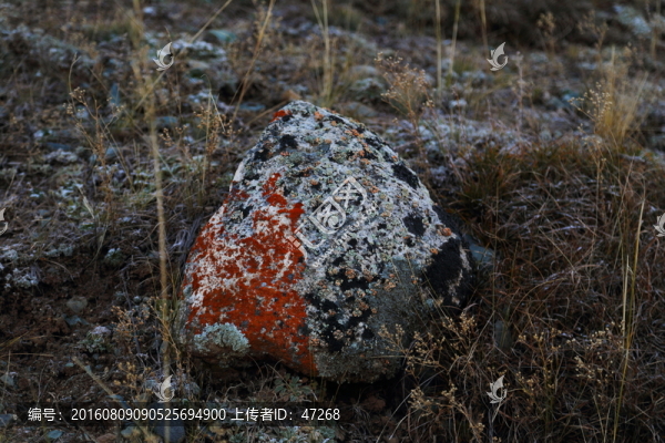 石頭,高原,青苔,苔蘚