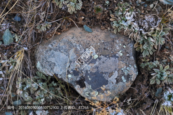 石頭,高原,青苔,苔蘚