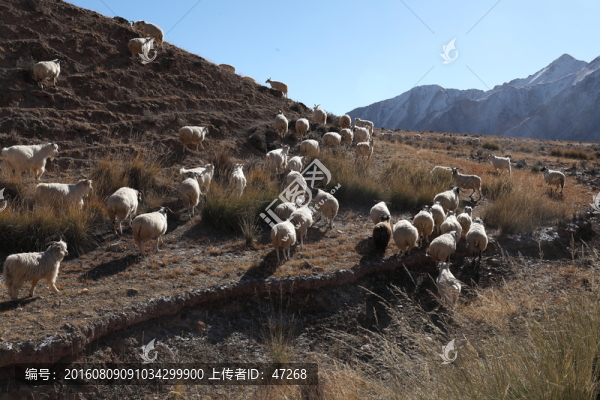 中國甘肅祁連雪山自駕游
