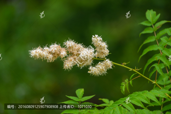 山野花