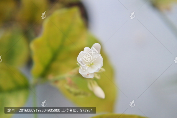 茉莉