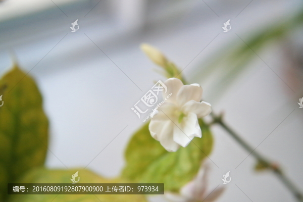 茉莉