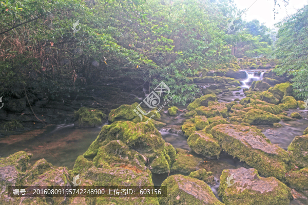 貴州,茂蘭